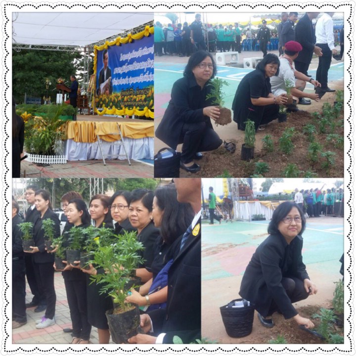 Mol-Thailand